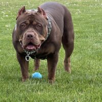 HS Elite Bullys Amaretto