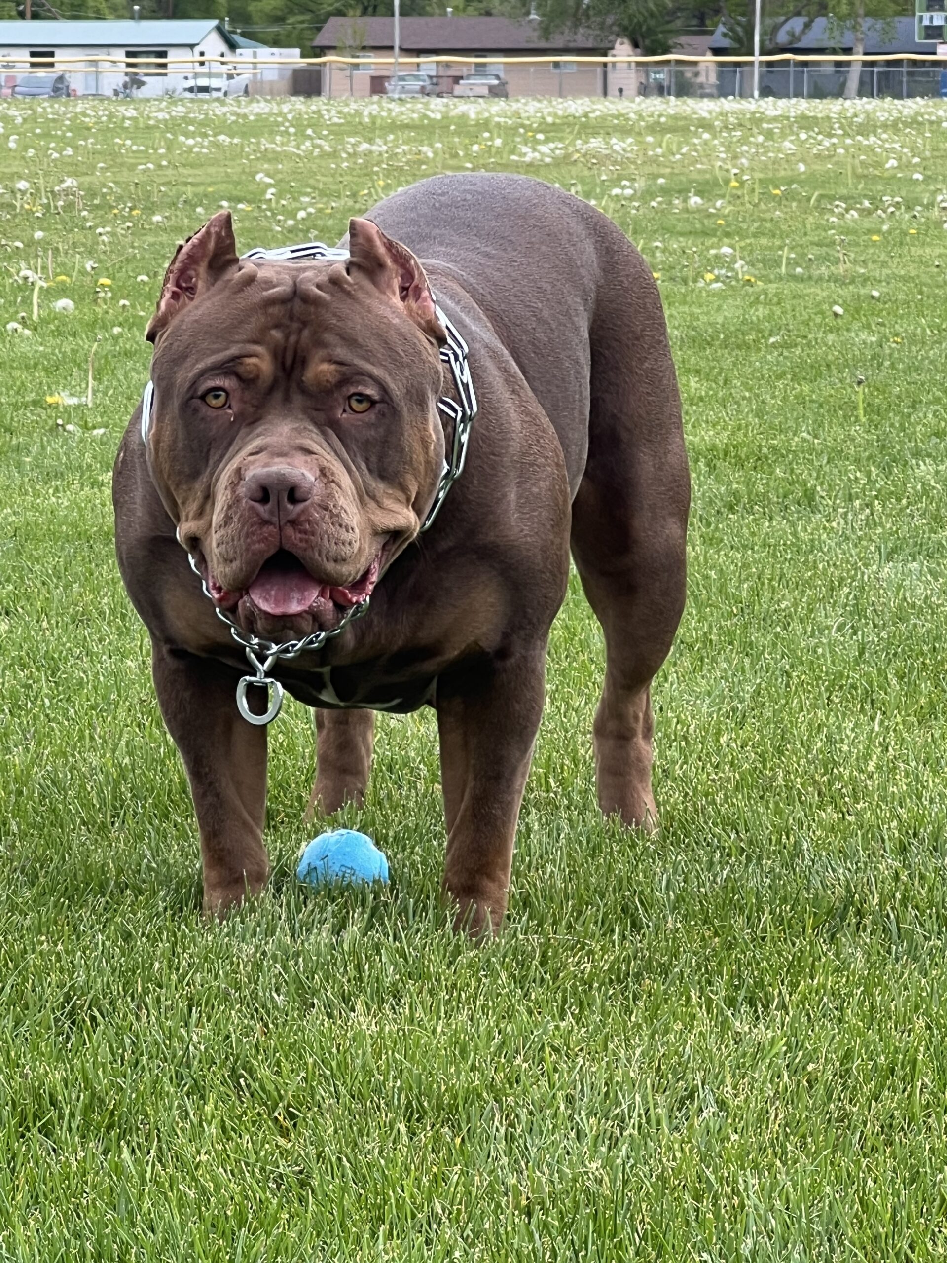 Dog Featured Image