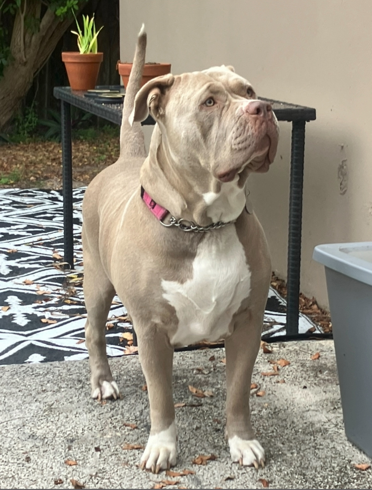 Dog Featured Image
