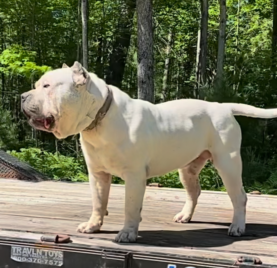 Dog Featured Image