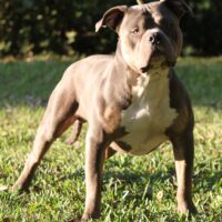 PYP’S JAX