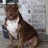 Drac “Showtime” BerryHill