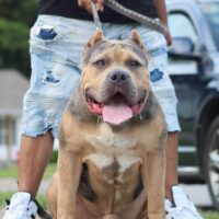 SLB Big Meech of OCB