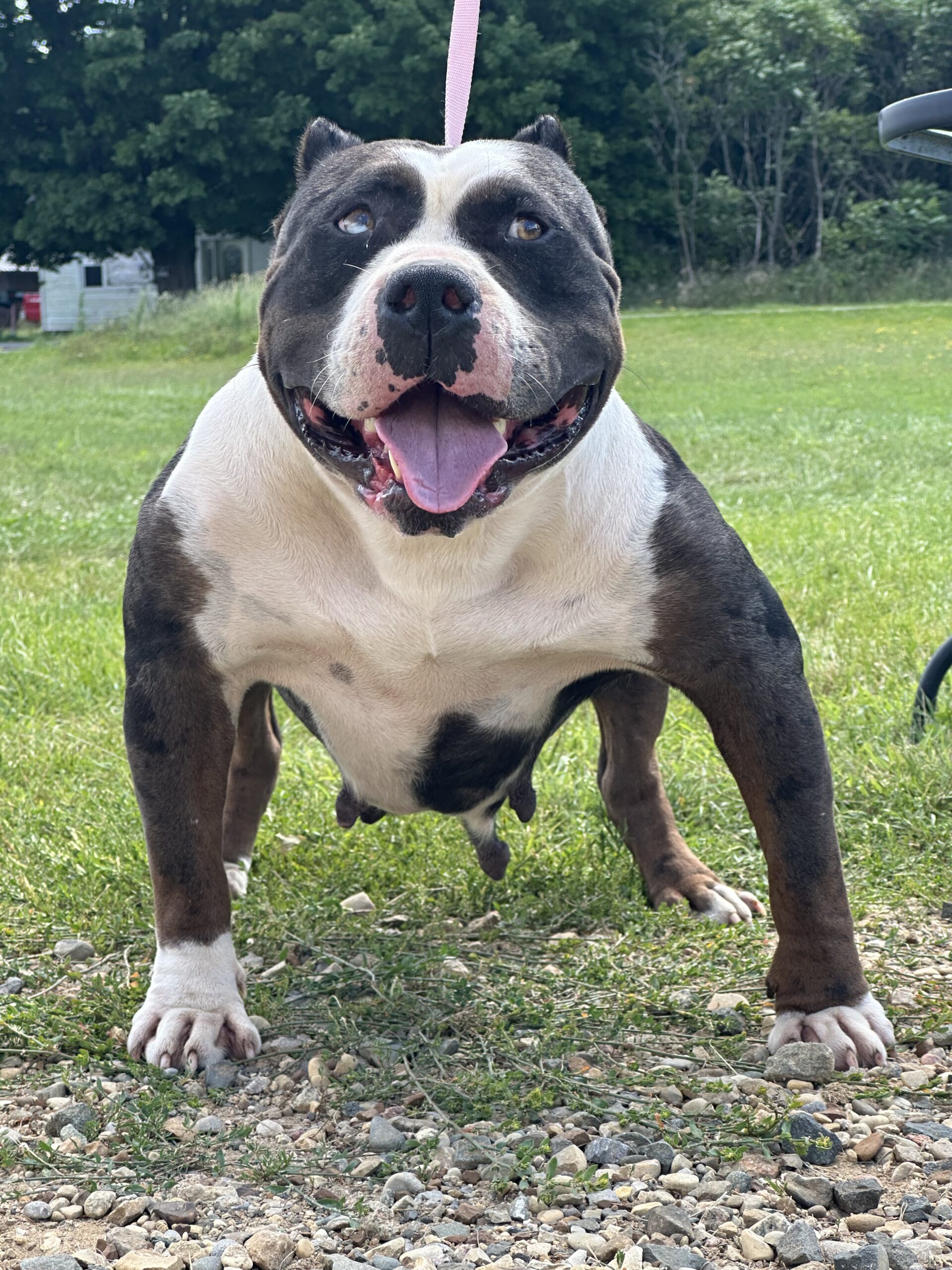 Dog Featured Image