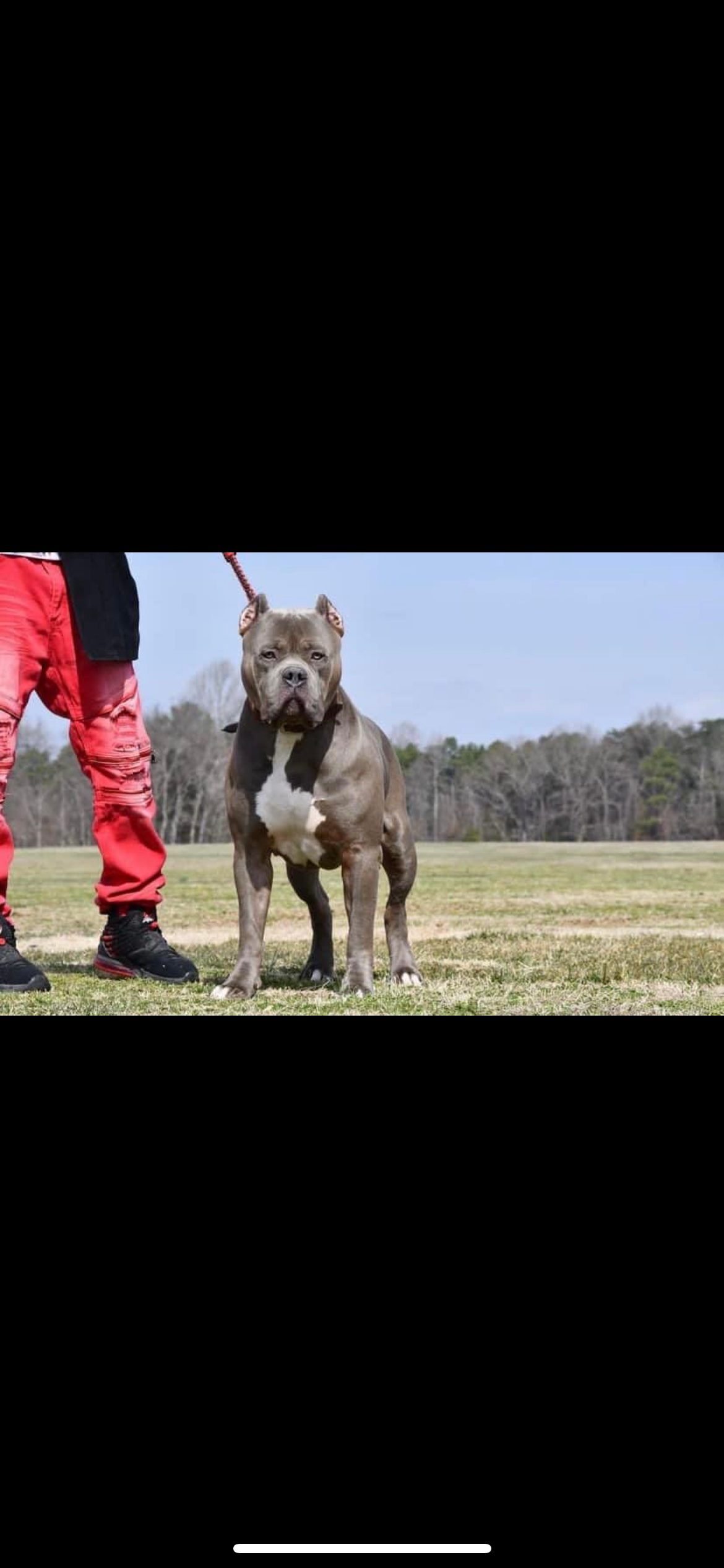 Dog Featured Image