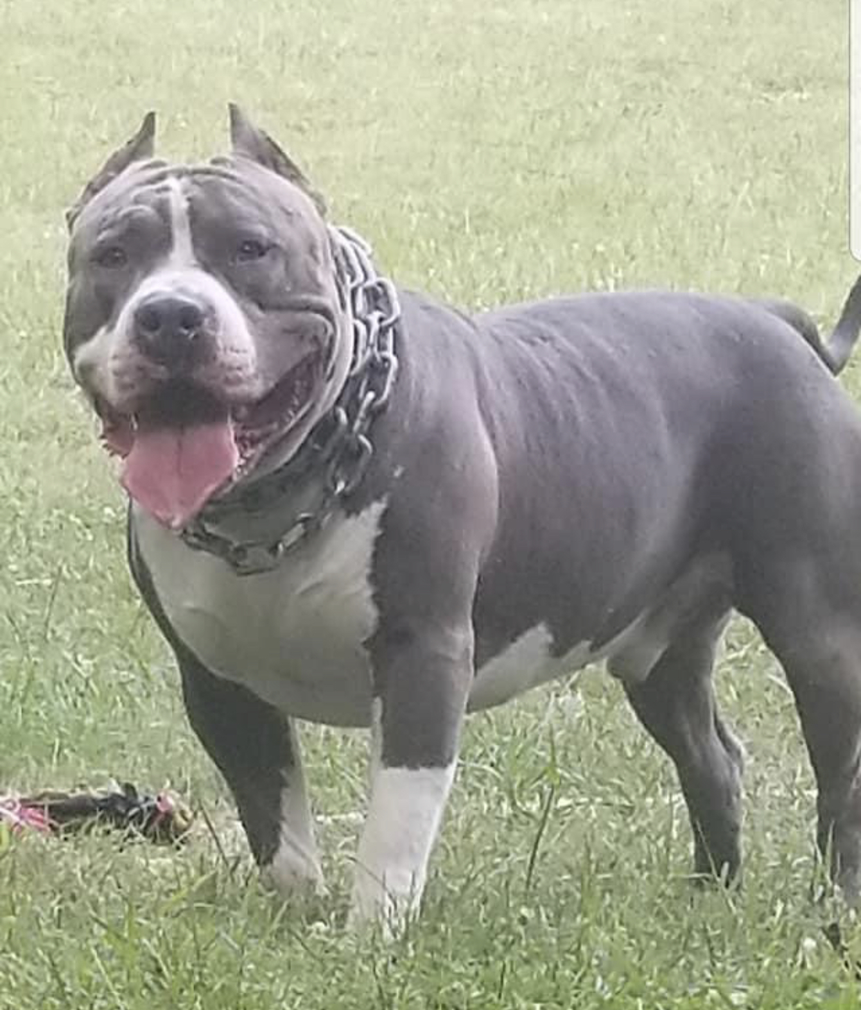 Dog Featured Image