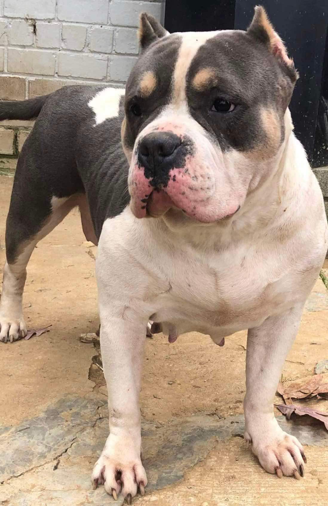Dog Featured Image
