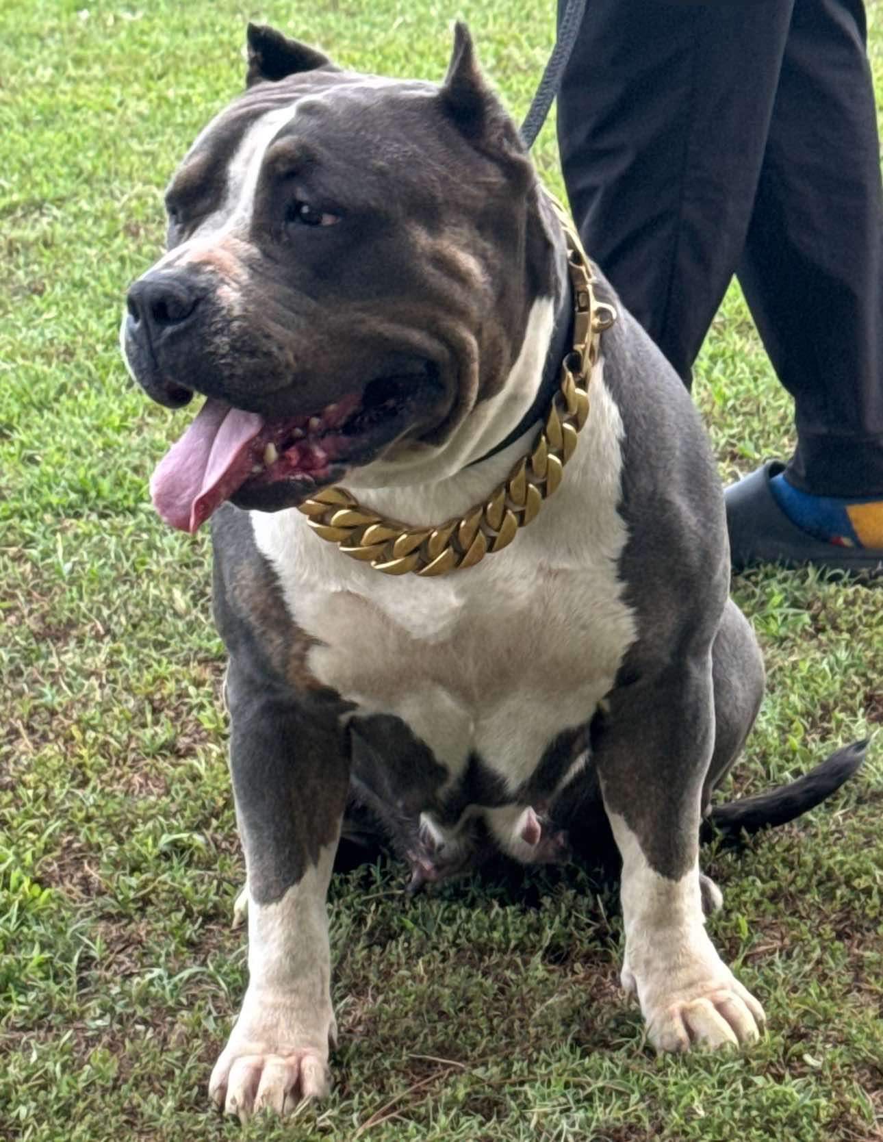 Dog Featured Image