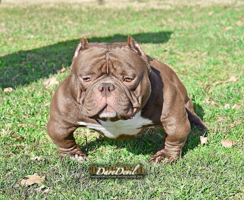 Dog Featured Image