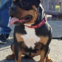 Dog Featured Image