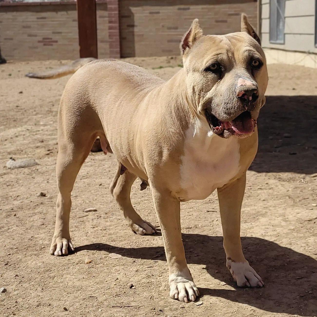 Dog Featured Image