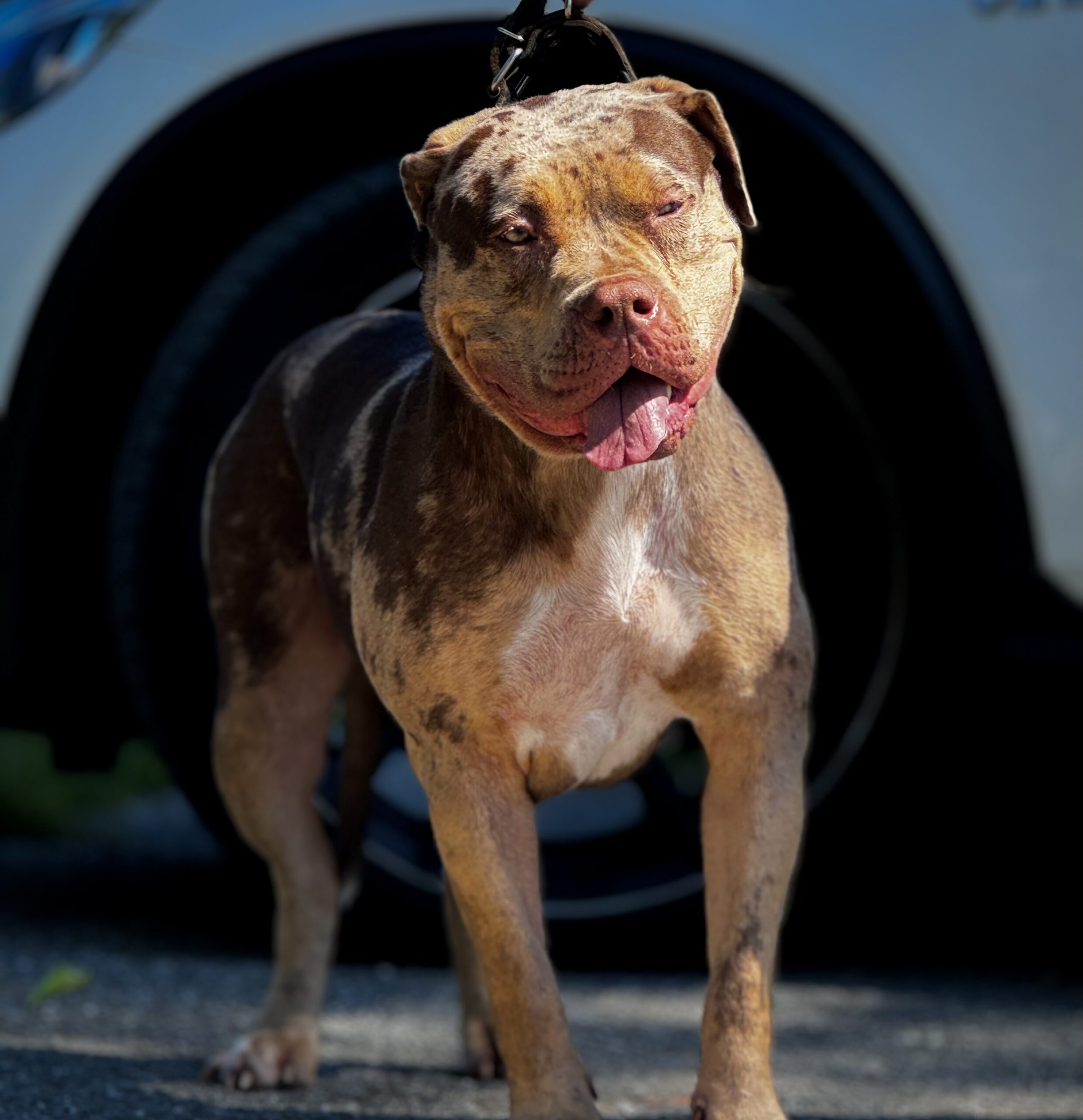 Dog Featured Image