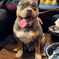 Dog Featured Image