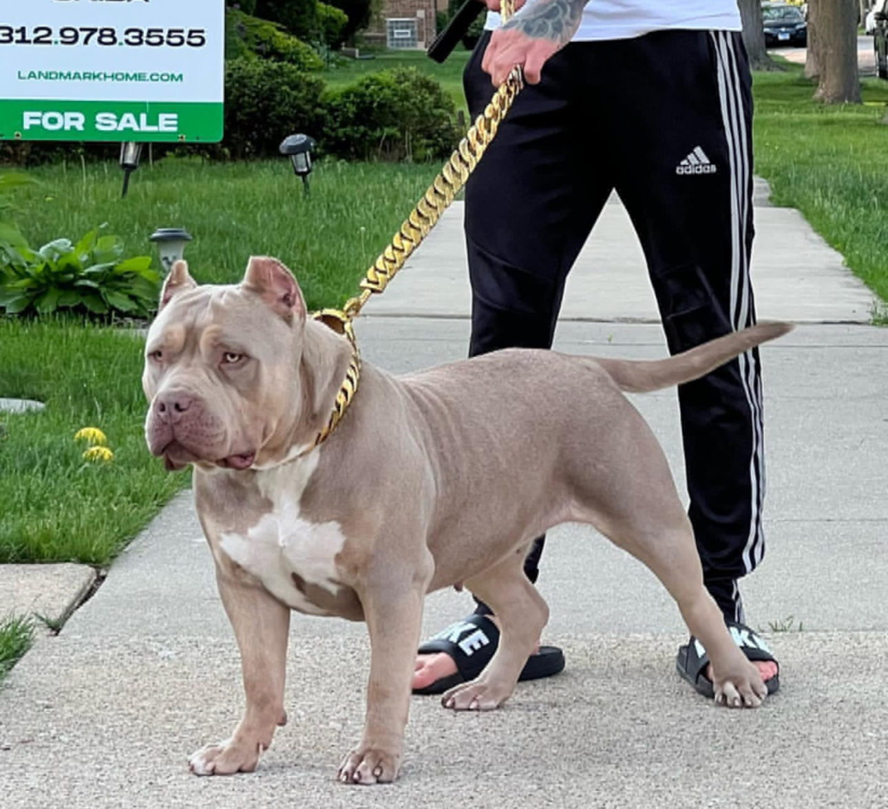 Dog Featured Image