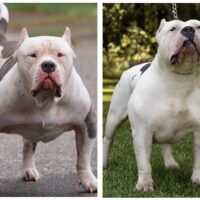 Haymaker x Lulu