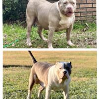 Goliath x Zuri