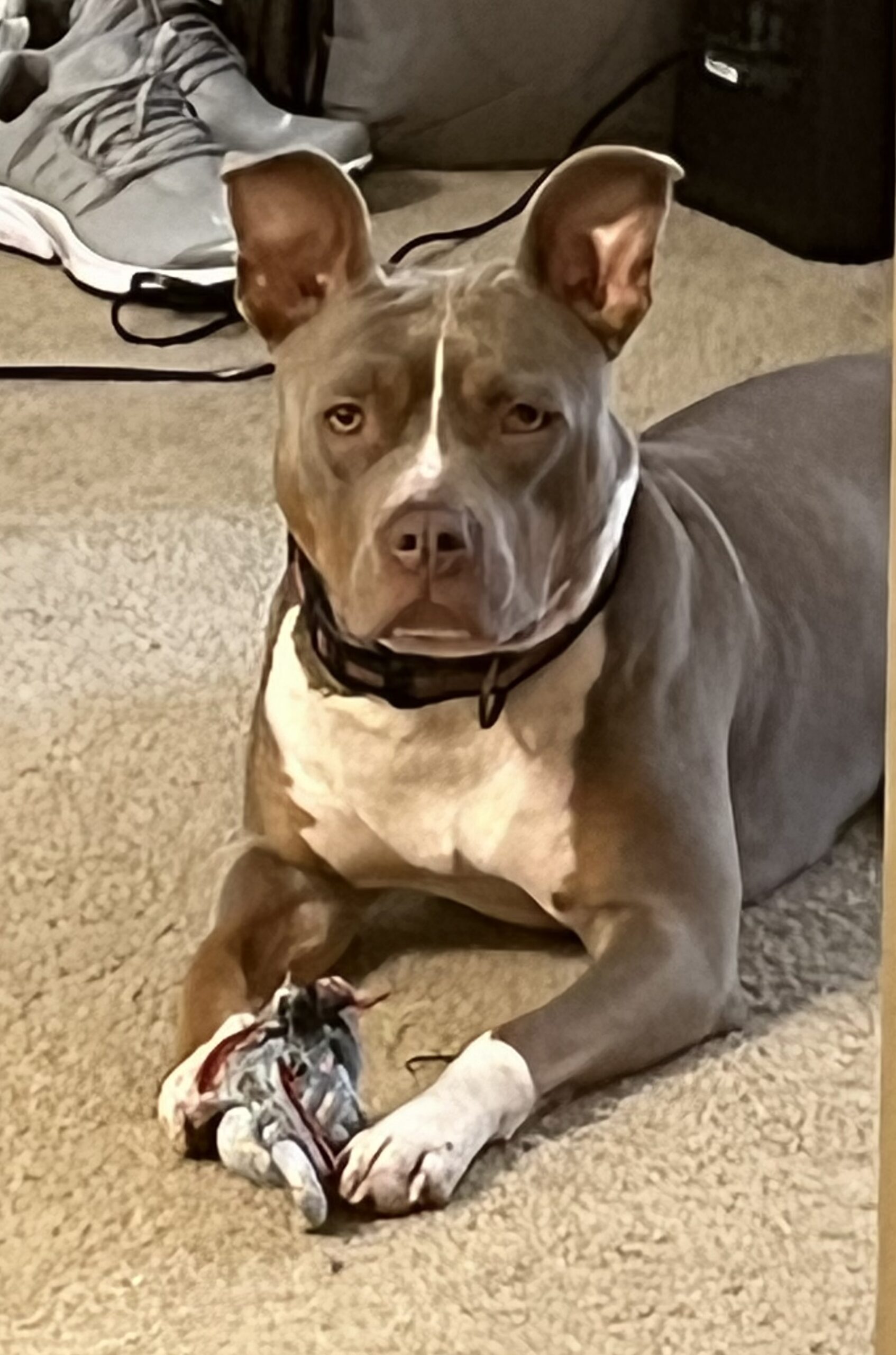Dog Featured Image