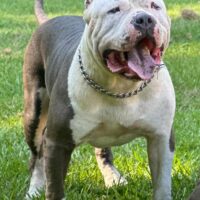 King Zeus of BeastModeBullz