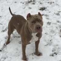Dog Featured Image