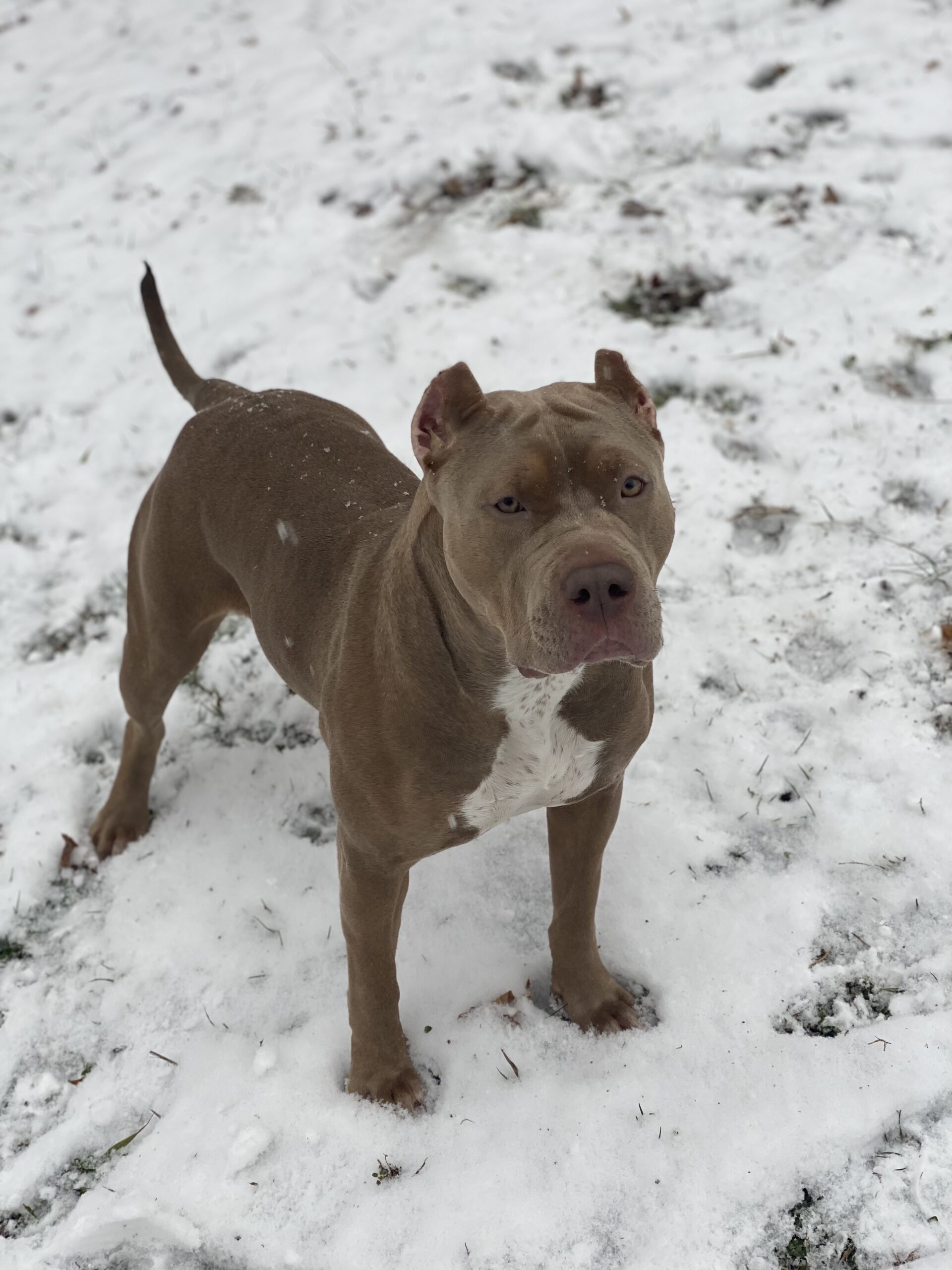 Dog Featured Image