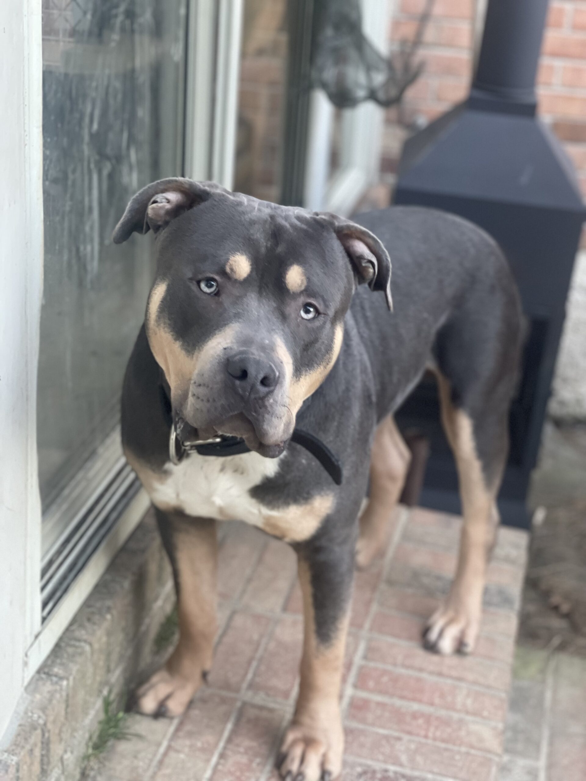 Dog Featured Image
