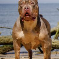 Loyal Visions Reign of Nokibble kennels