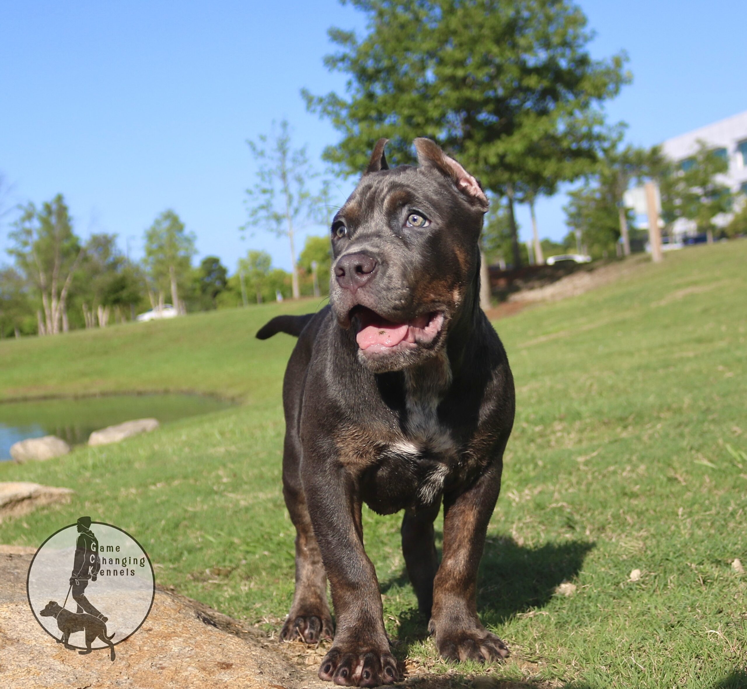 Dog Featured Image