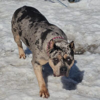 BCB Miss Ellie of Ramsay Family Bullies
