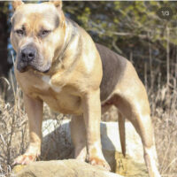 Bombshell Bullies Reina of BCB