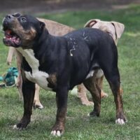 New Image Bullies Onyx of Ramsay Family Bullies