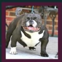 IB’S BOWLITA OF SUPER’S KENNEL