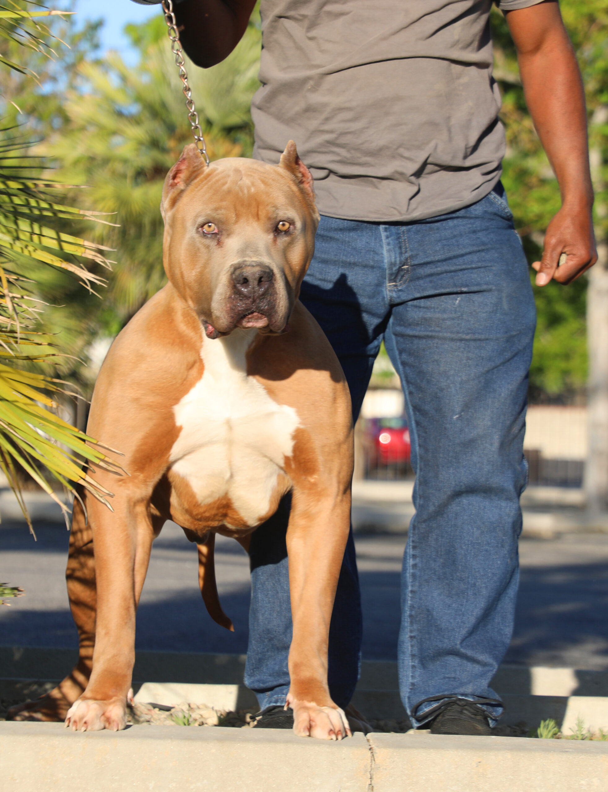 Dog Featured Image