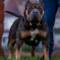 UKBKC GrCh/ABKC Ch Bossy’s Rhino