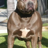 PR BGK’s Big Sexy