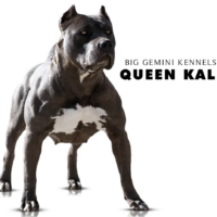 BGK’s Queen Kali