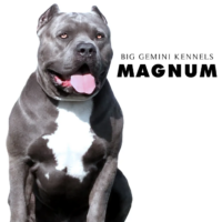 PR BGK’s Magnum