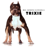 BHK’s Trixie of BGK