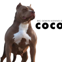 BGK’s Coco