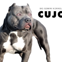 PR BGK’s Cujo