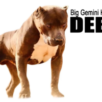PR BGK’s Debo