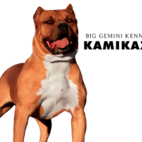 PR BGK’s Kamikaze