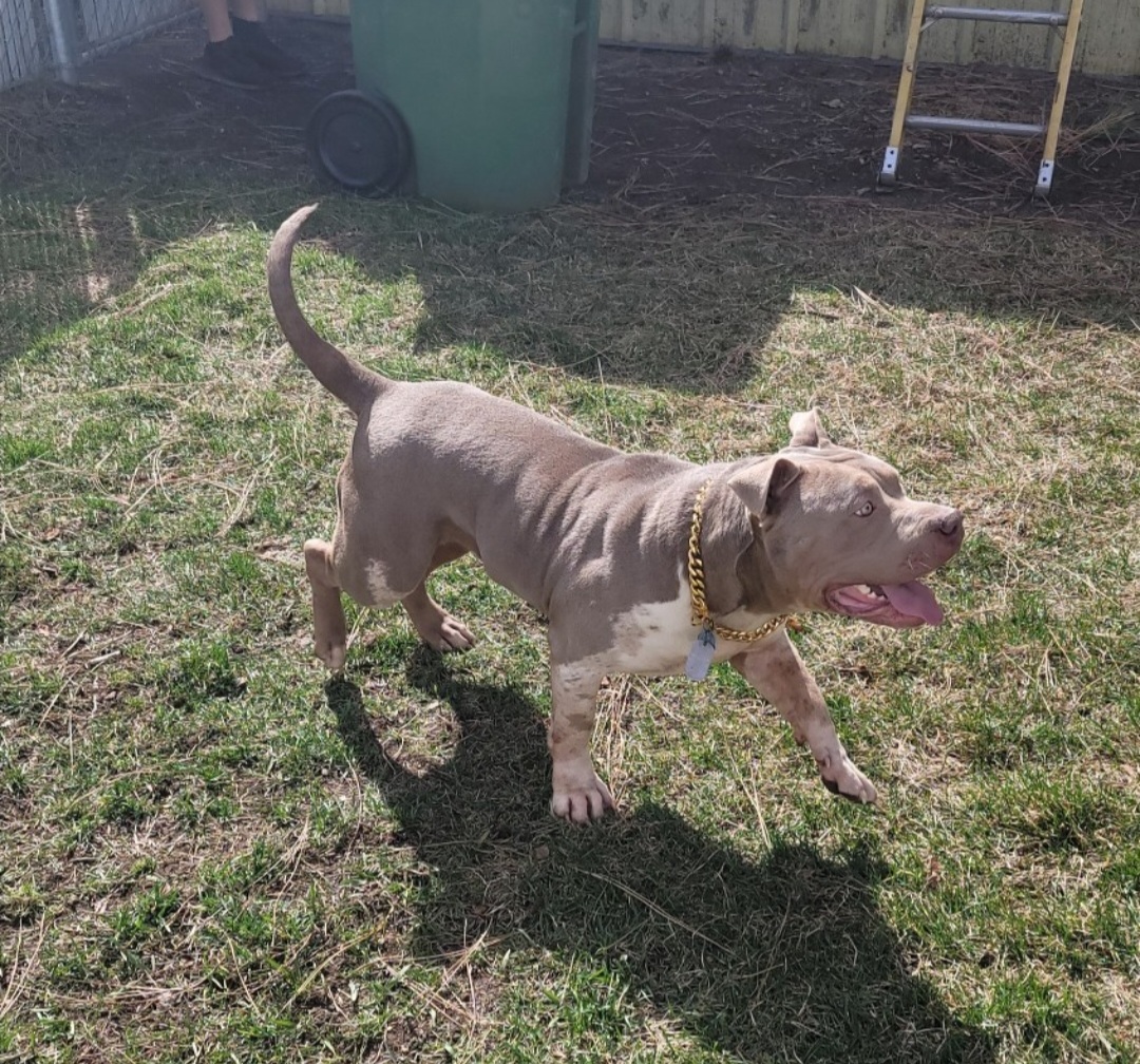Dog Featured Image