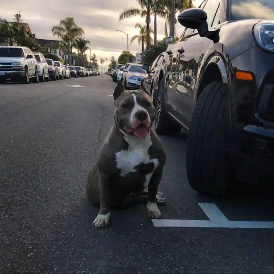 Dog Featured Image