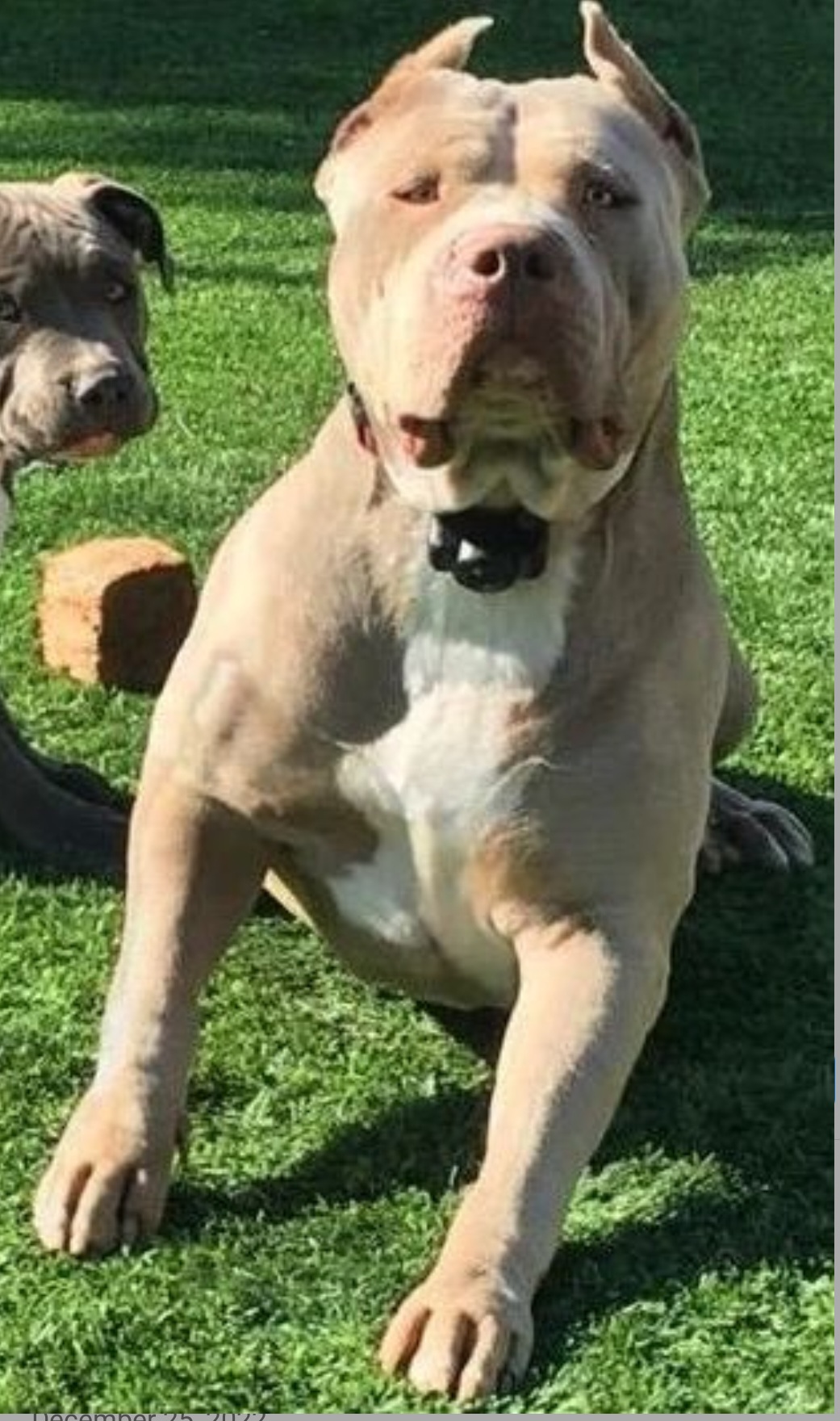 Dog Featured Image