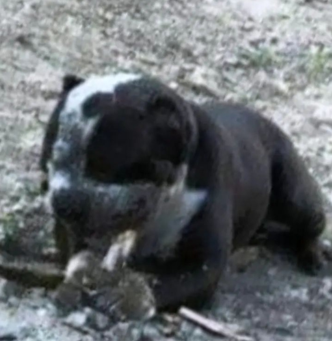 Dog Featured Image