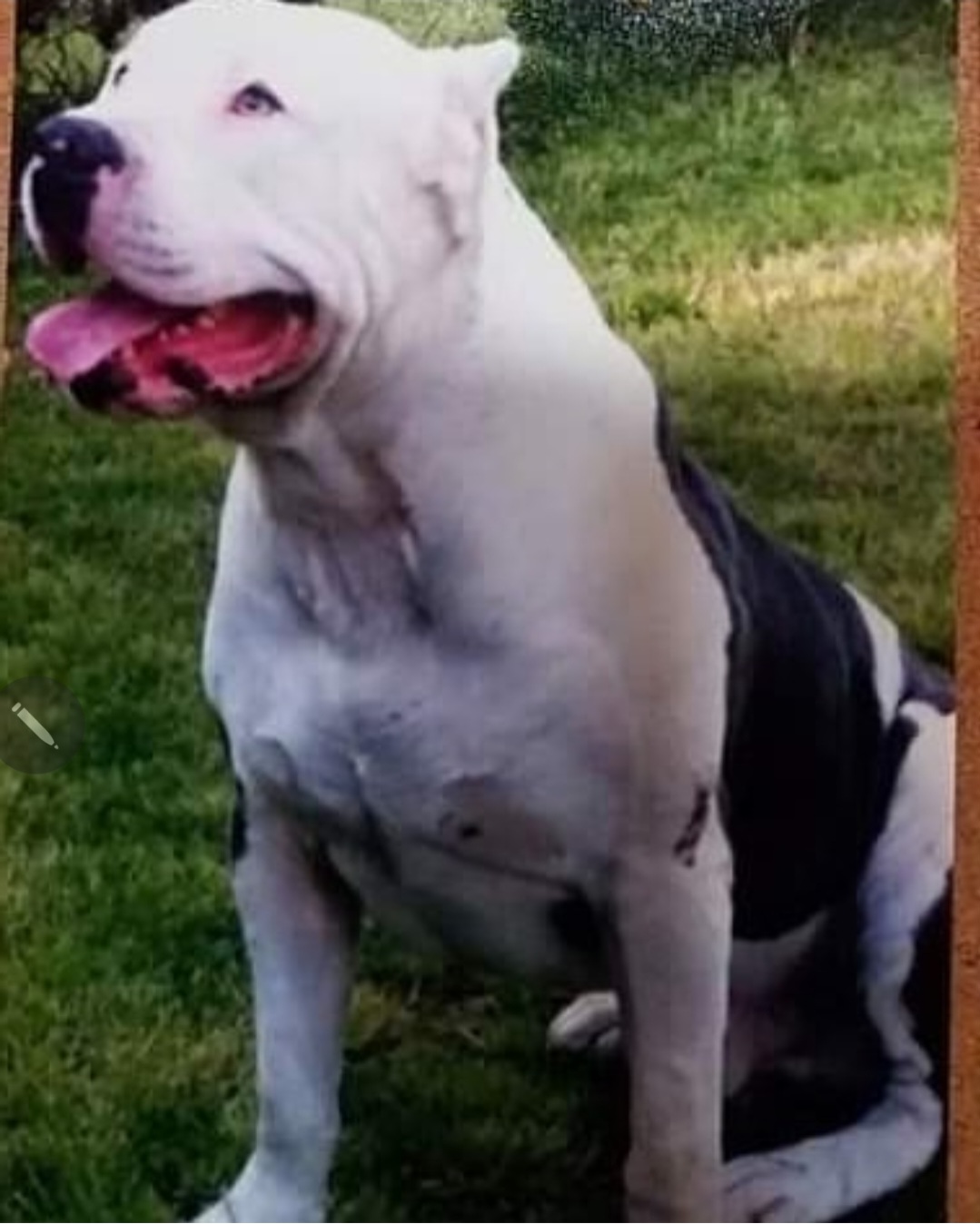 Dog Featured Image