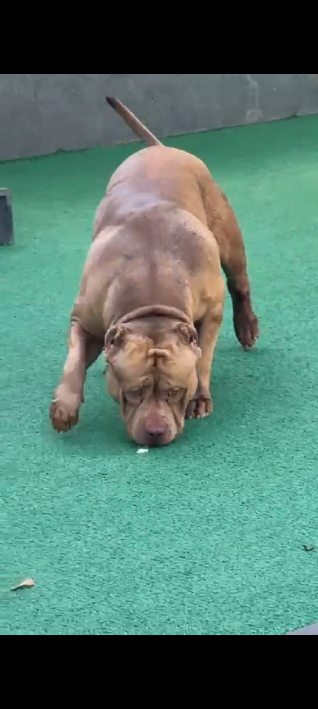 Dog Featured Image
