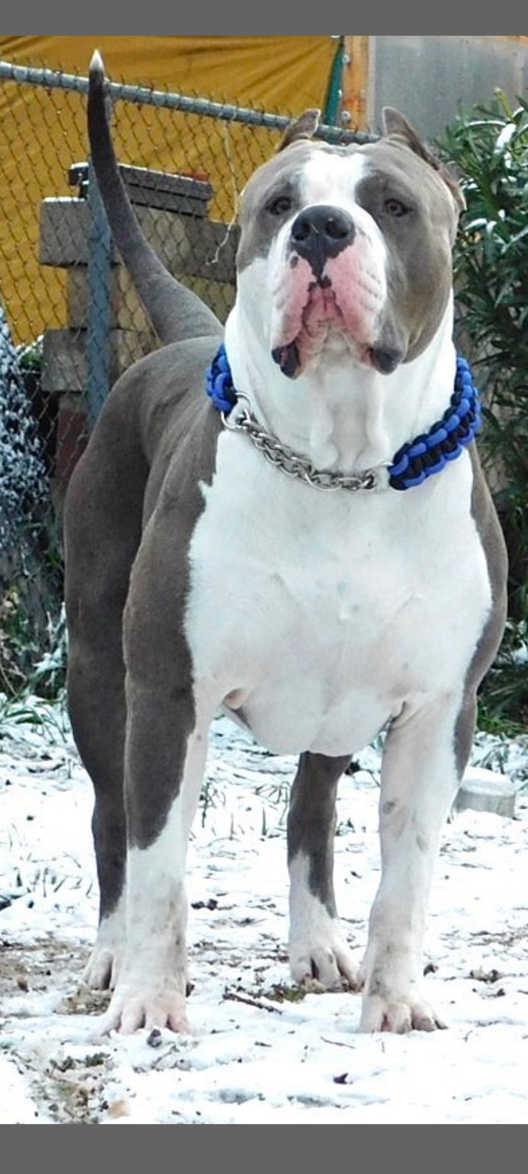 Dog Featured Image