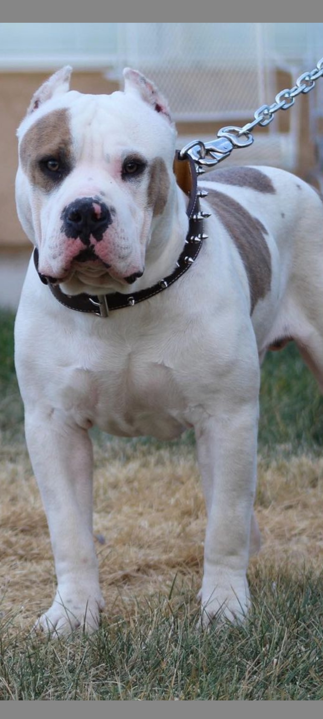 Dog Featured Image