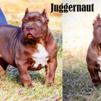 Juggernaut_